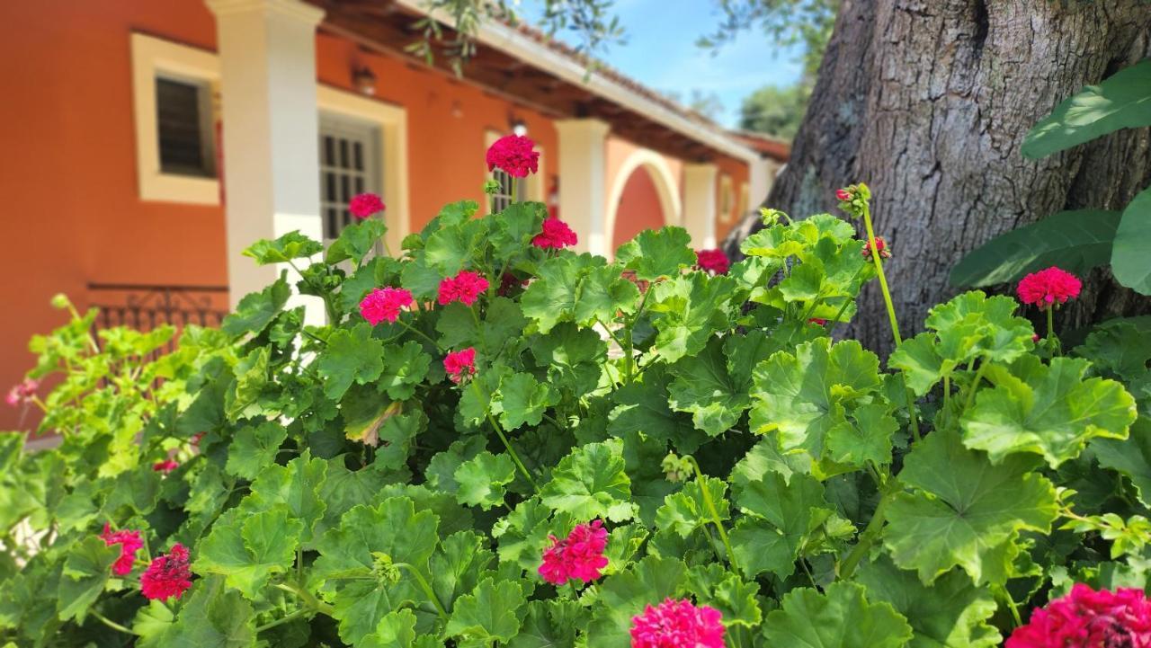 Aristea Studios Κάτω Κορακιάνα Εξωτερικό φωτογραφία